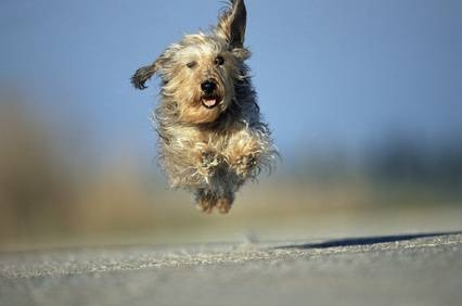  running dog