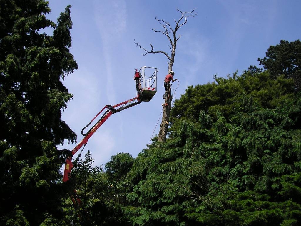 Tree Work 1