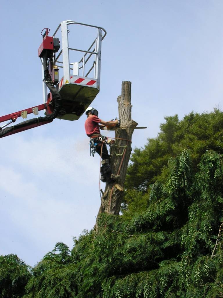 Tree Work 2 