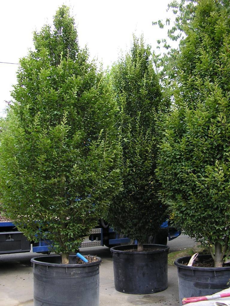 Trees before planting