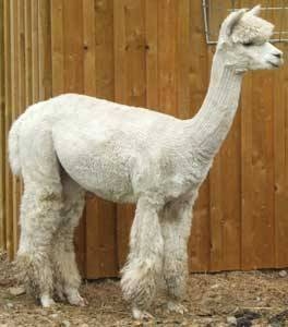 Coire Alpacas female alpaca