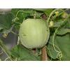 Melon