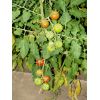 Shirley tomatoes
