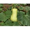 Butternut Squash