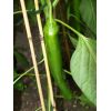 Hot Pepper