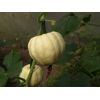 Winter Squash