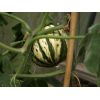 Summer Squash