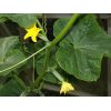 Young cucumbers