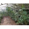 Cucumber House