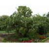 Bramley Apple Tree