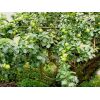 Half grown Bramley apples