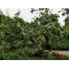 Bramley apple
