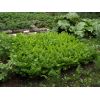 Celery