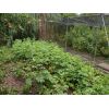 Maincrop potatoes