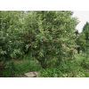 Laxtons Fortune apple tree