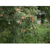 Laxton's Fortune apples