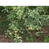 Egremont Russet apple tree