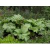 Rhubarb