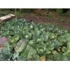 Summer Cabbage