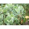 Young Brussel Sprout Plants