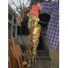Parsnip