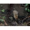 Brown Rat