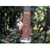Great Spotted Woodpecker.