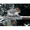 Grey Squirrel.