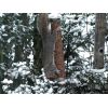 Grey Squirrel.