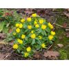 Aconite.