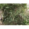 Garrya elliptica