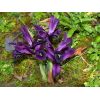 Iris reticulata