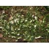 Winter Heather