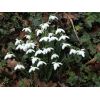 Snowdrop.