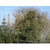 Hazel Catkins