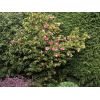 Camelia