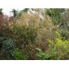 Flowering Currant