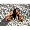 Poplar Hawk Moth
