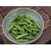 Early Pea Excellenz