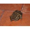 Another uninvited guest