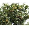 Bramleys nearly read to pick
