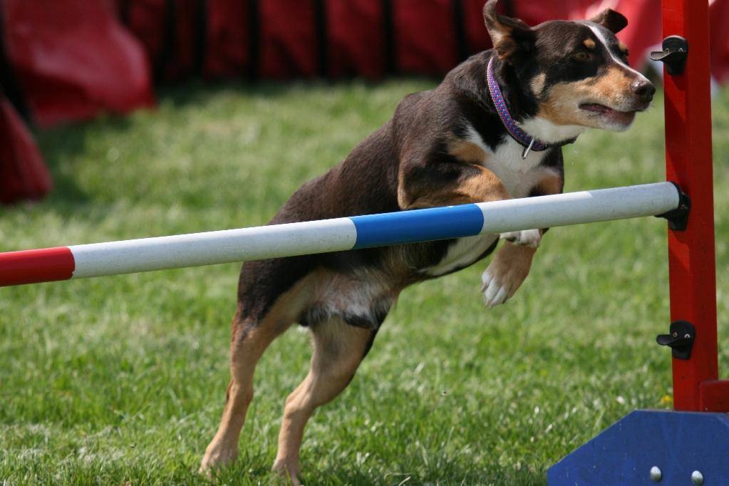  Agility Demo