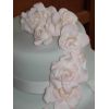 Trailing Roses Close up