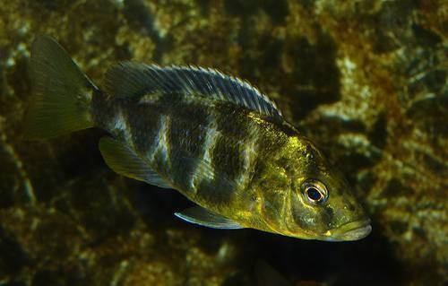  Female Venustsus/Girafe Cichlid
