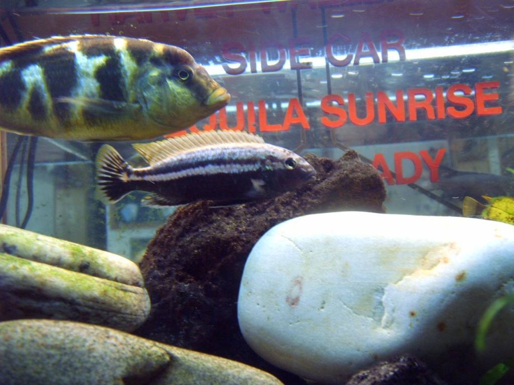  Male Auratus keeping an eye on the female Venustus
