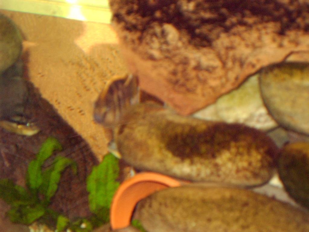  Female Auratus to the left  on Guard