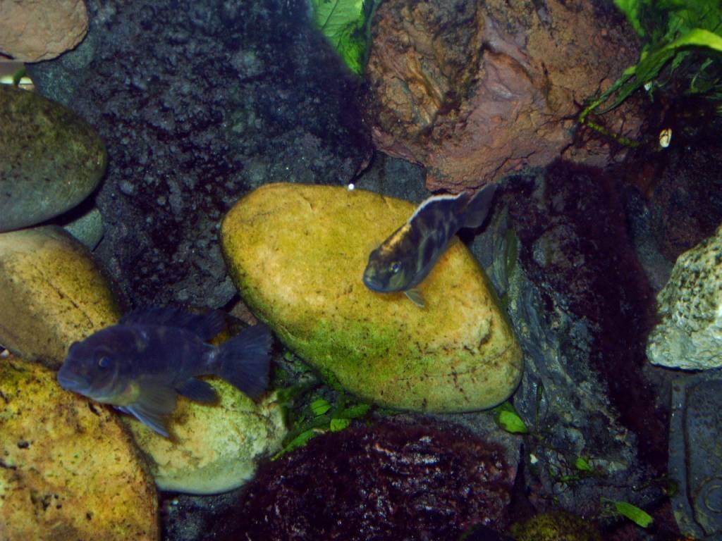  Dominant little Venustus on the right