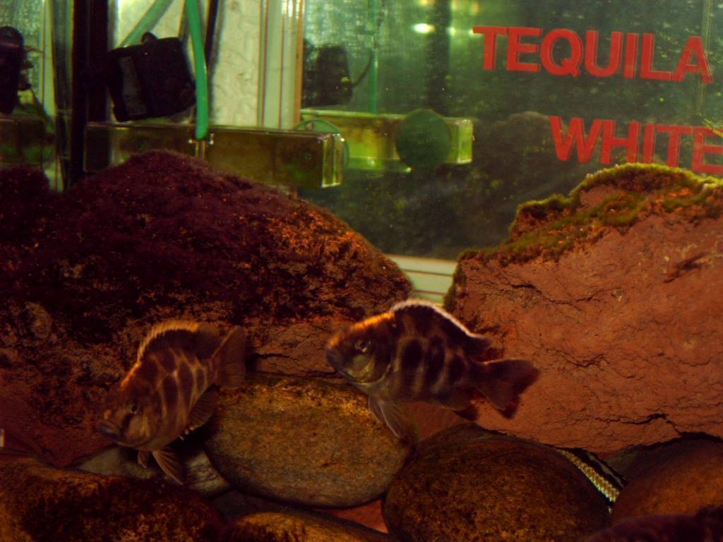  8 Months old Venustus