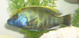  Male Nimbochromis Venustus/Girafe Cichlid