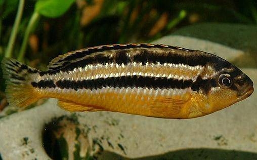  Female Melanchromis Auratus (Lake Malawi)